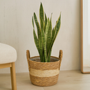 Cesto De Palha Cachepot Decoração Chic Boho Rustico Moderno